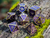 A&A - Fiolett Norse Foundry Metal Dice Set